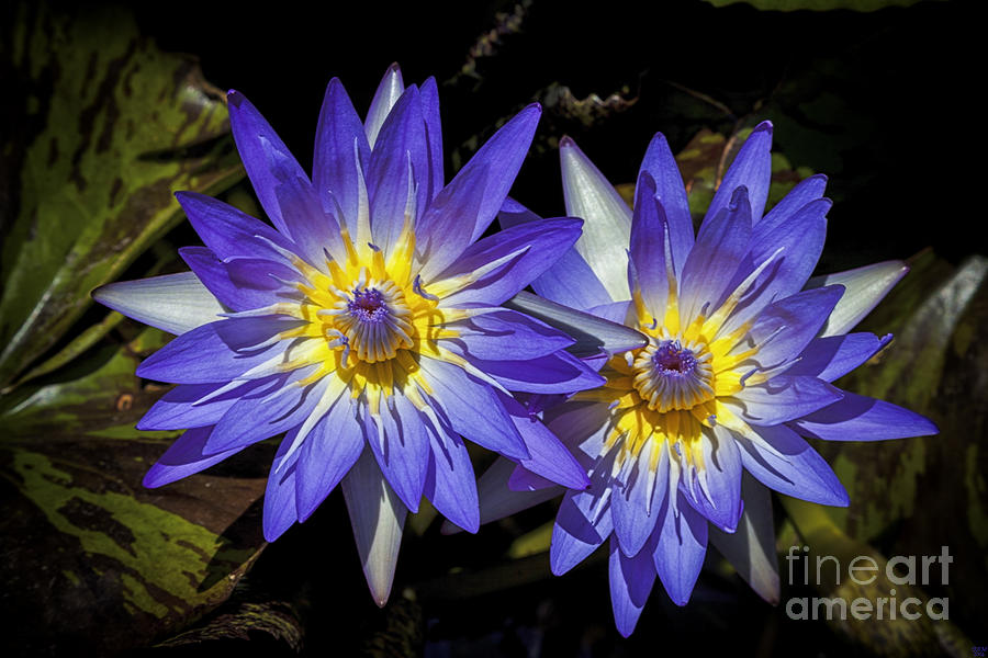 Abstract Photograph - Lotus Love by David Millenheft