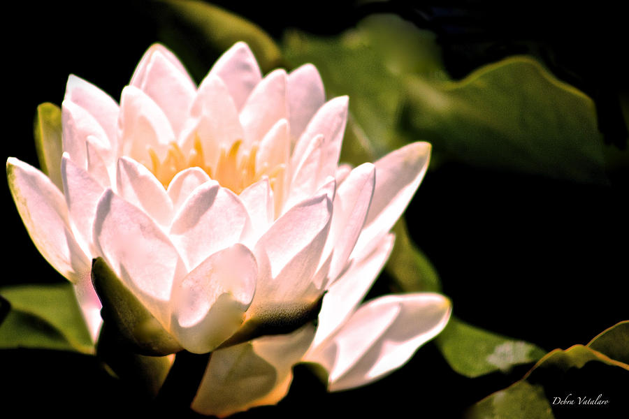 Lotus Love Shines Photograph by Debra     Vatalaro