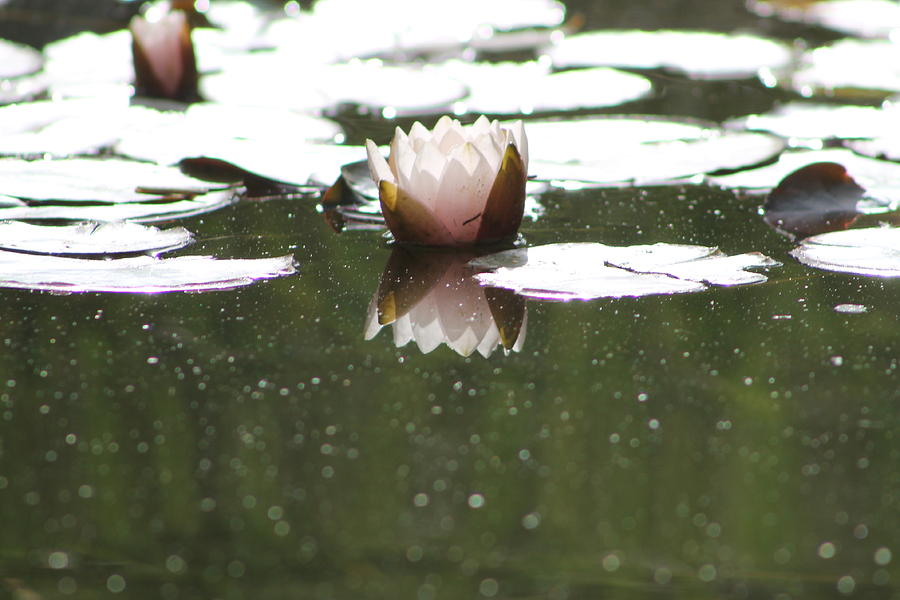 Flower Photograph - Lotus Love by Stella Robinson