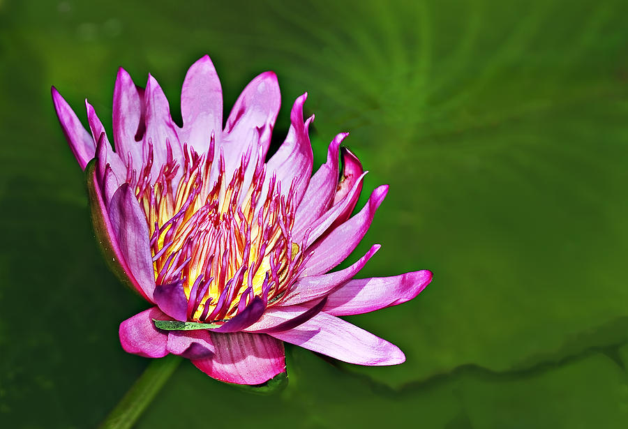 Nature Photograph - Lotus by Marcia Colelli