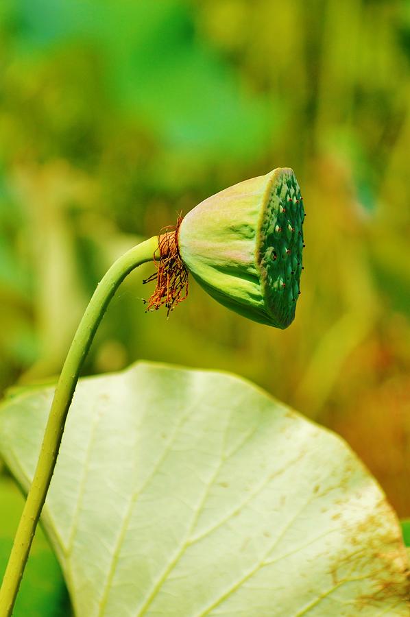 Lotus -  Nelumbo nucifera Photograph by Billy Beck