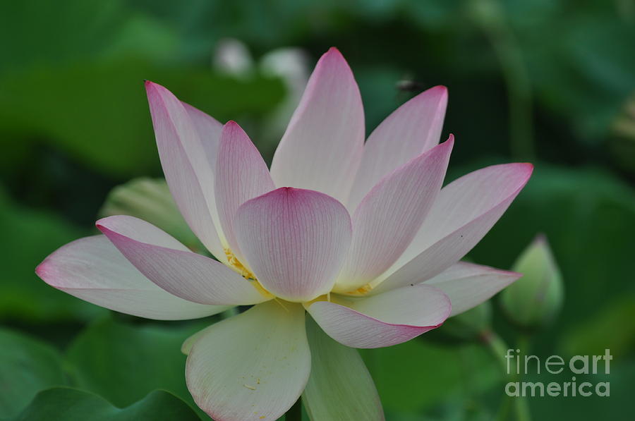 Lotus Photograph by Nona Kumah