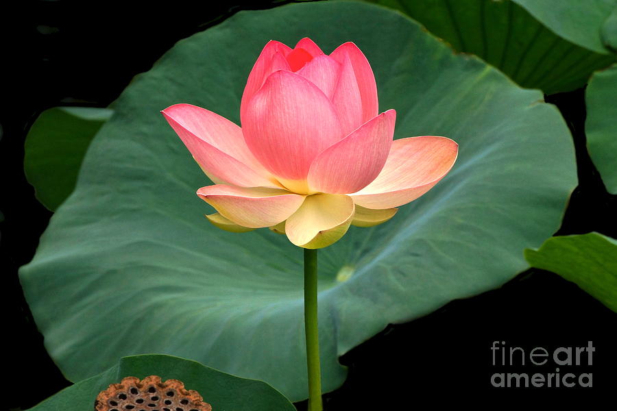 Lotus Of Late August Photograph by Byron Varvarigos