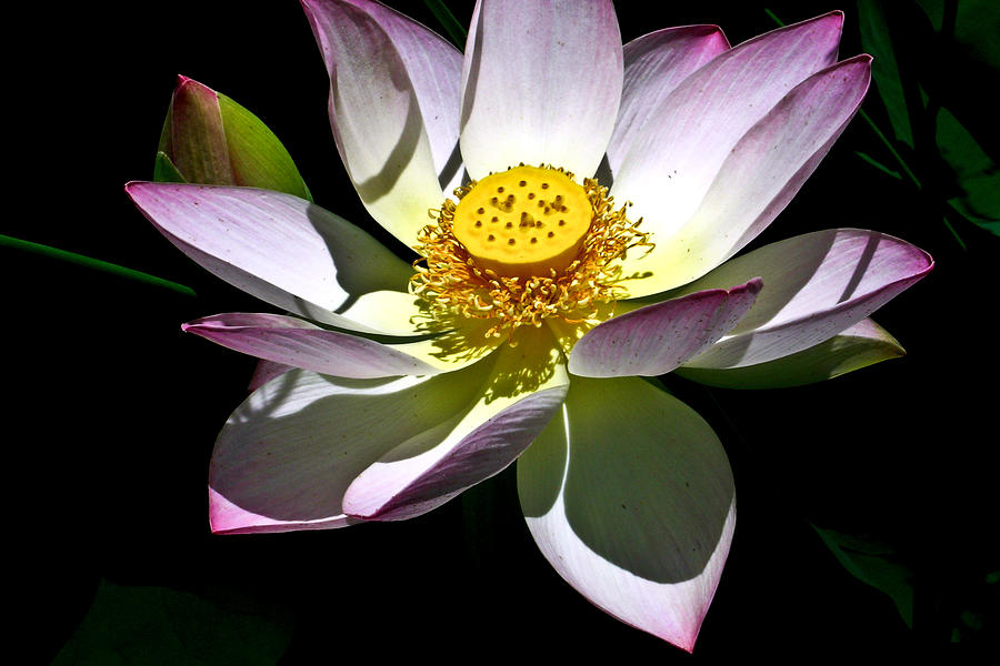 Lotus of the Night Photograph by Douglas Barnett