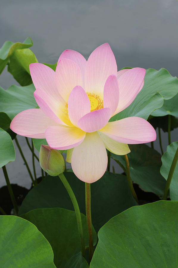 Lotus on a Cloudy Day Photograph by David Lunde