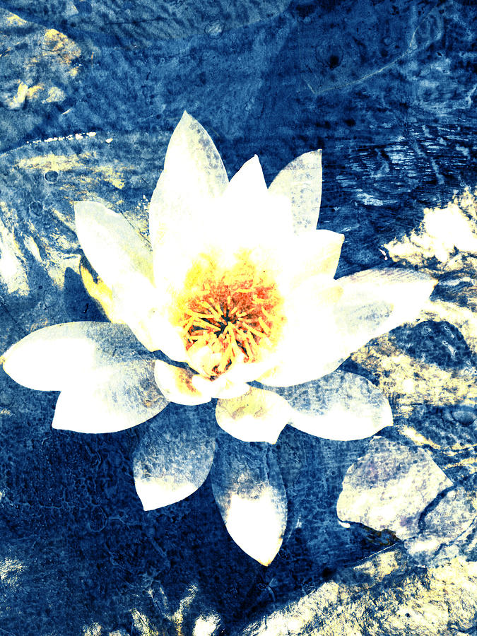 Flowers Still Life Digital Art - Lotus on Blue by Ann Powell