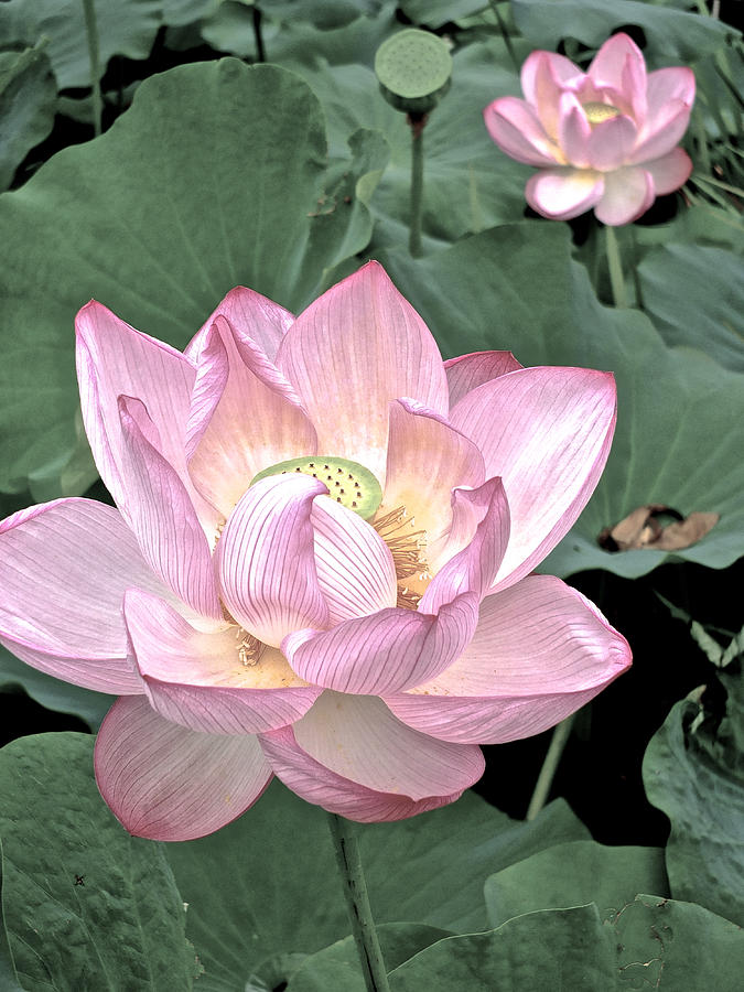 Summer Photograph - Lotus on My Mind - 5 by Larry Knipfing