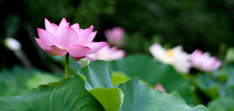 Lotus One Photograph By Cambria Mccue - Fine Art America