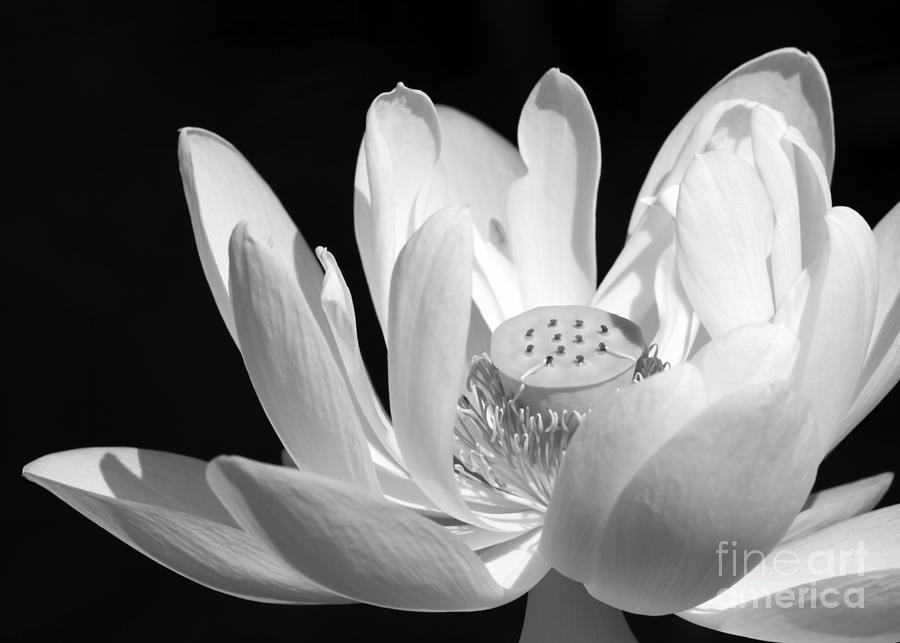 Black And White Photograph - Lotus Open to the Sun by Sabrina L Ryan