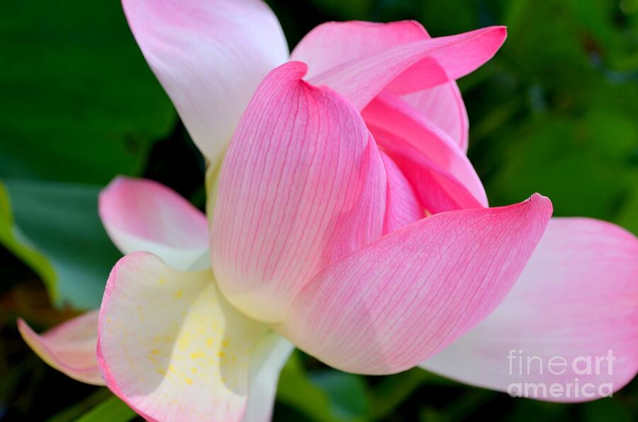 Flower Photograph - Lotus Opening by Mary Deal