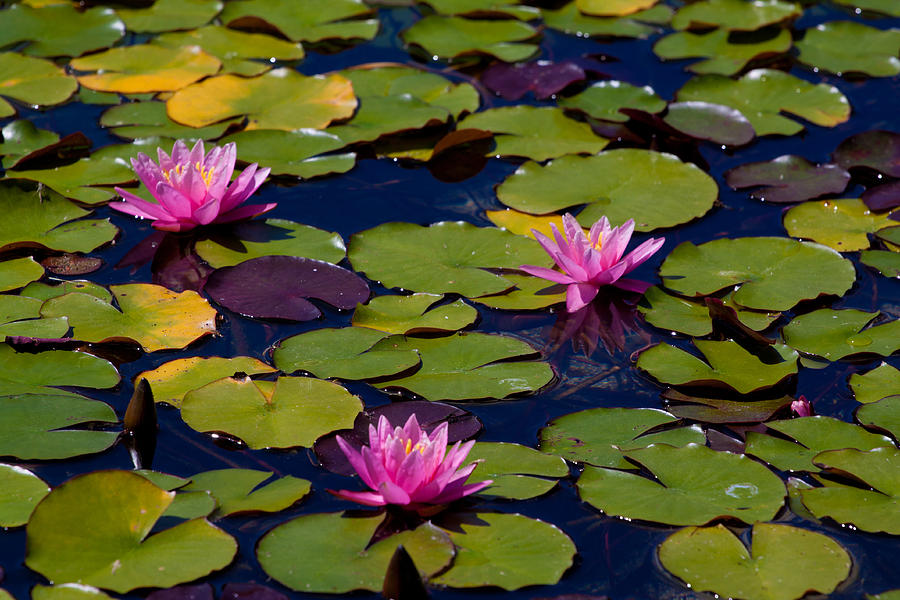 Flower Photograph - Lotus Pads by John Daly