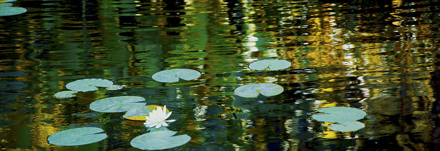 Flowers Photograph - Lotus Panorama by Michael Guirguis Flowers Photograph - Lotus Panorama by Michael Guirguis