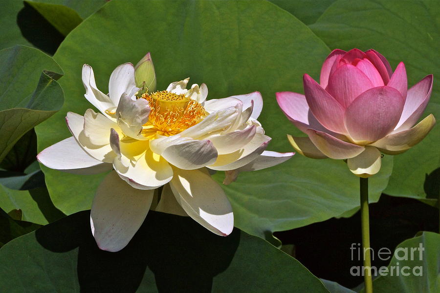 Lotus Garden Photograph - Lotus Pink -- Lotus White And Gold by Byron Varvarigos