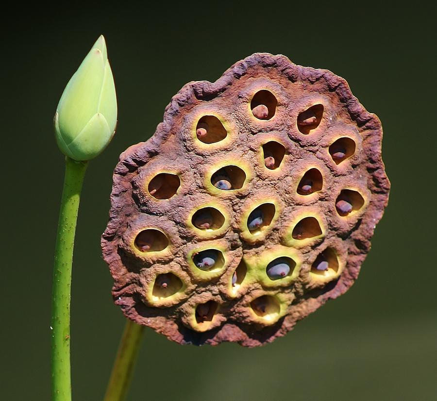 Lotus Pod Photograph by Bruce Bley