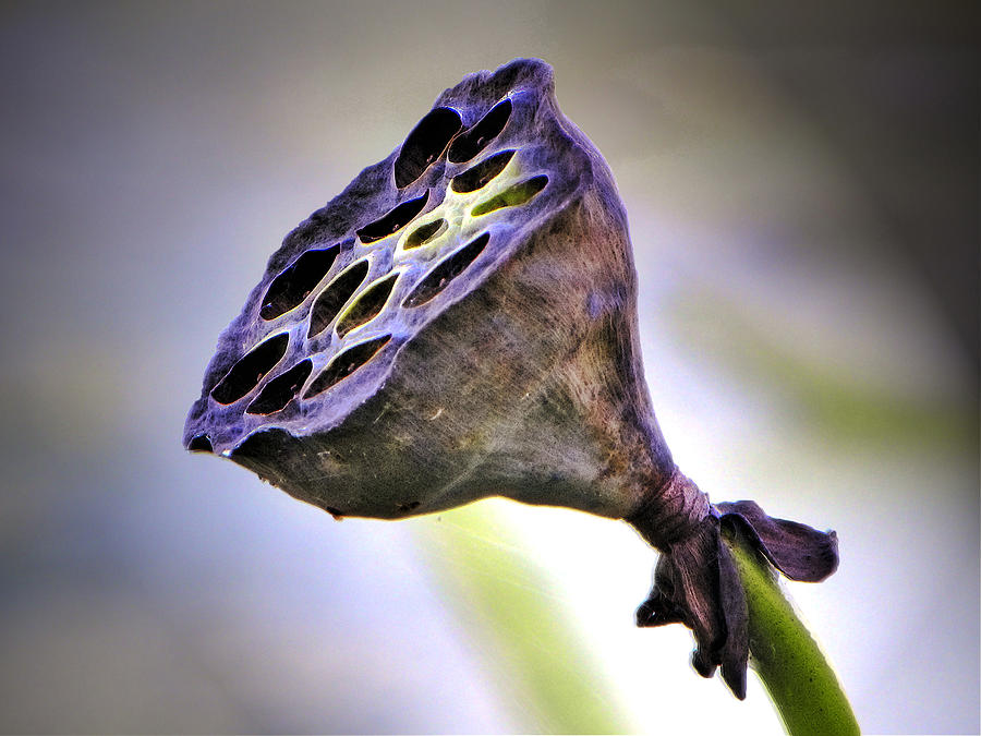 Lotus pod with seeds Photograph by Savannah Gibbs