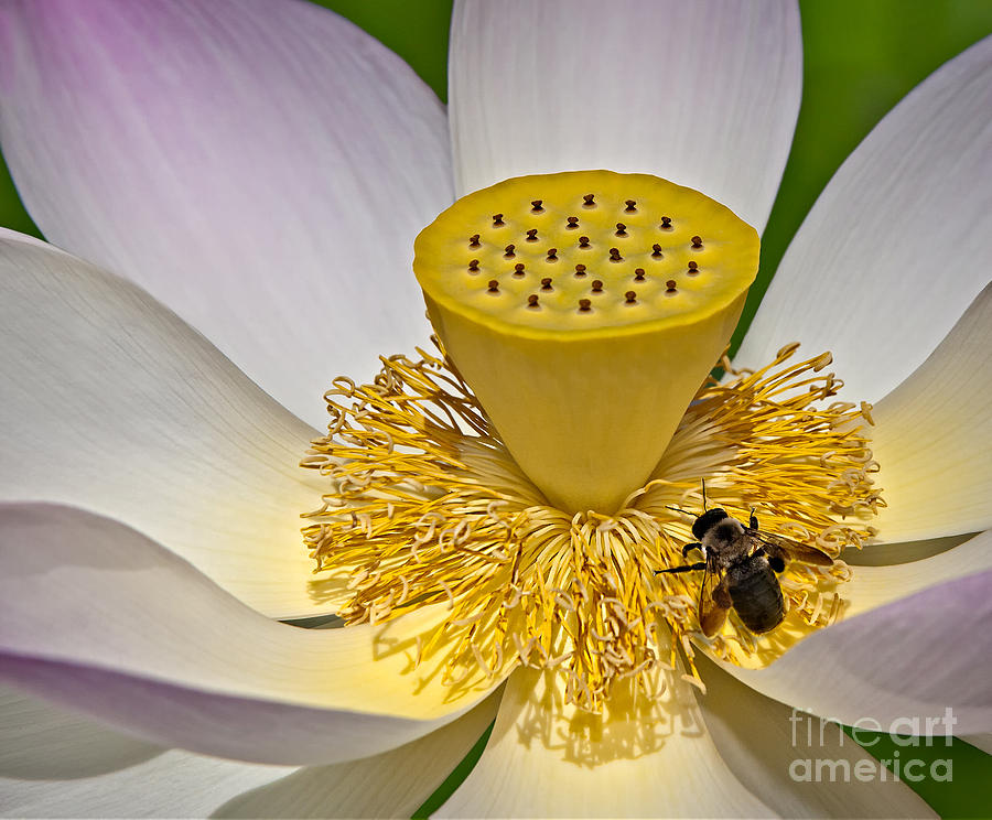 Flower Photograph - Lotus Pollinator by Susan Candelario