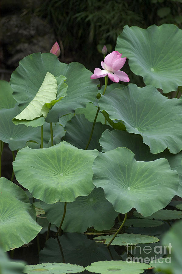 Lotus Pond China Photograph by Craig Lovell