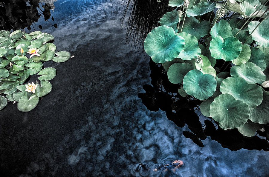 Lotus Pond Fantasia Photograph by Jeremy Herman