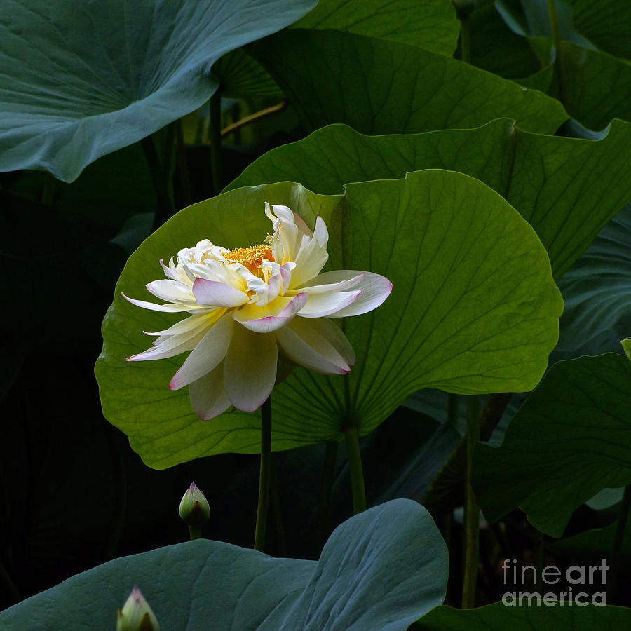 Lotus Pond Loveliness --- square frame Photograph by Byron Varvarigos