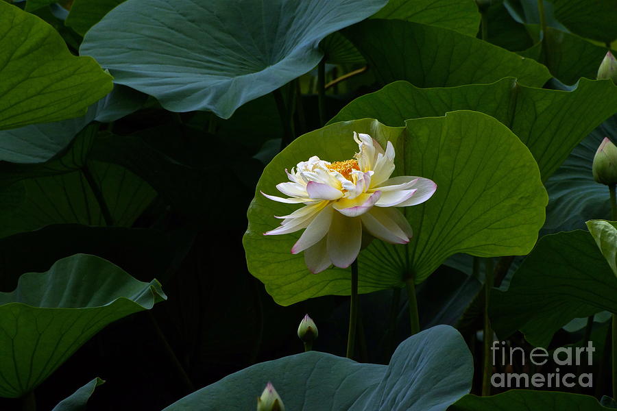 Lotus Pond Loveliness -- rectangular frame Photograph by Byron Varvarigos