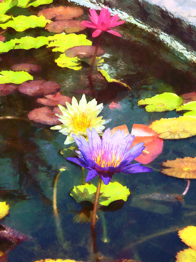 Lotus Pond Photograph by Susan Savad