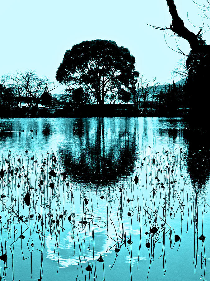 Summer Photograph - Lotus Pond - Winter by Larry Knipfing