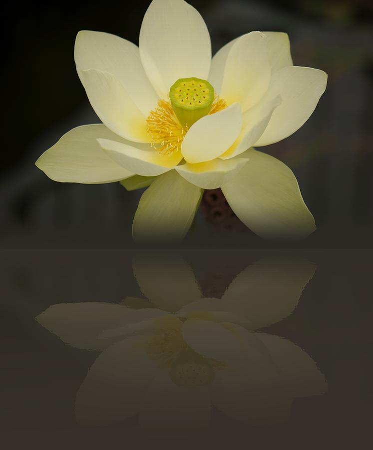 Lotus Reflection Photograph by Sharin Gabl - Fine Art America