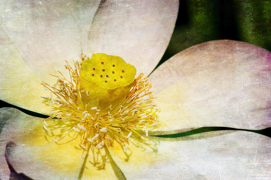 Lotus Photograph by Richard Macquade