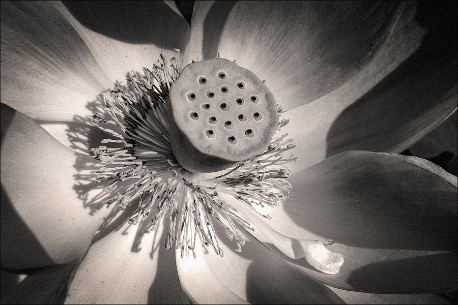 Lotus Photograph by Robert Fawcett