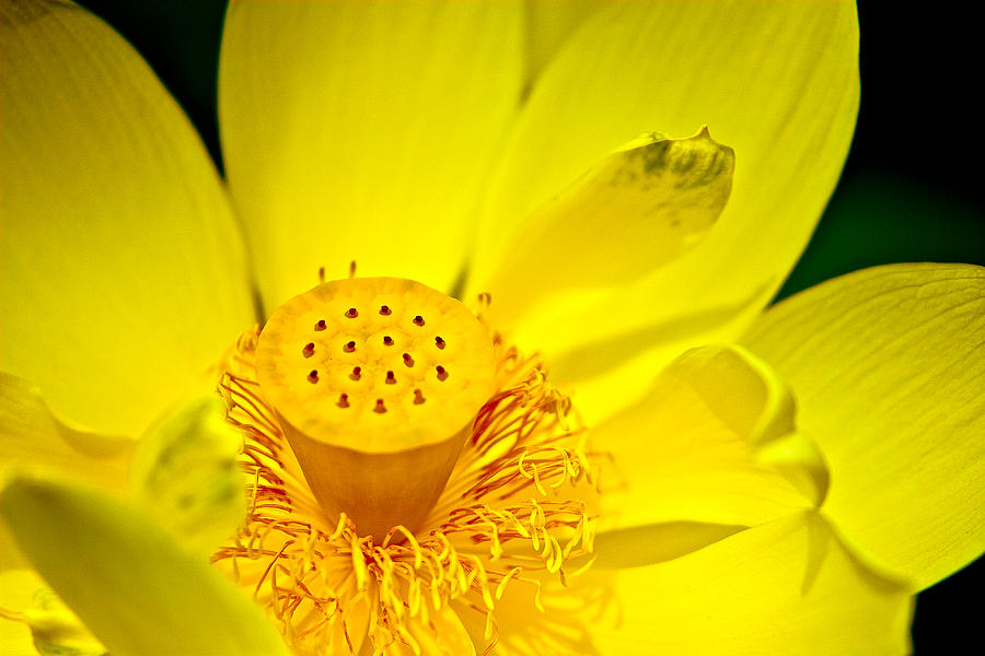 Lotus Photograph by Roger Passman