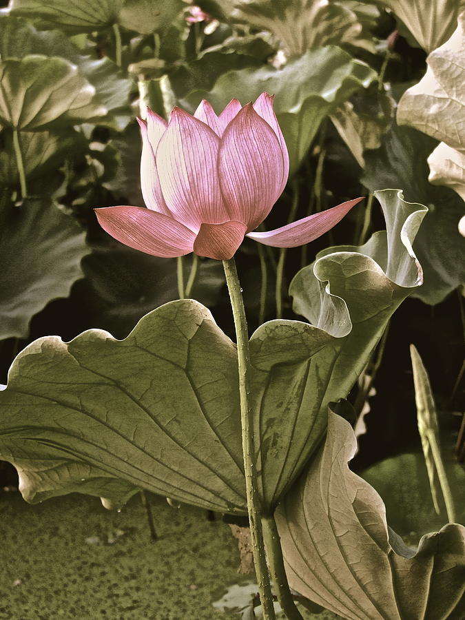 Summer Photograph - Lotus Royalty - 8 by Larry Knipfing