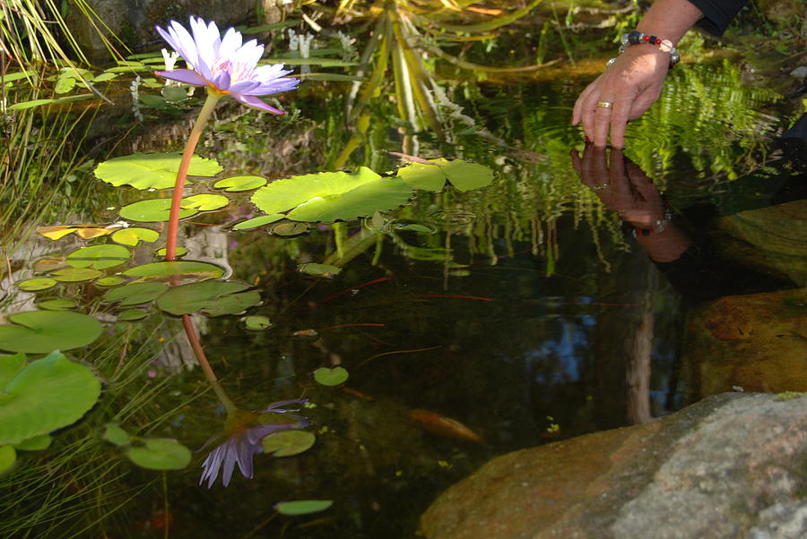 Still Life Photograph - Lotus Sanctuary by Ankya Klay