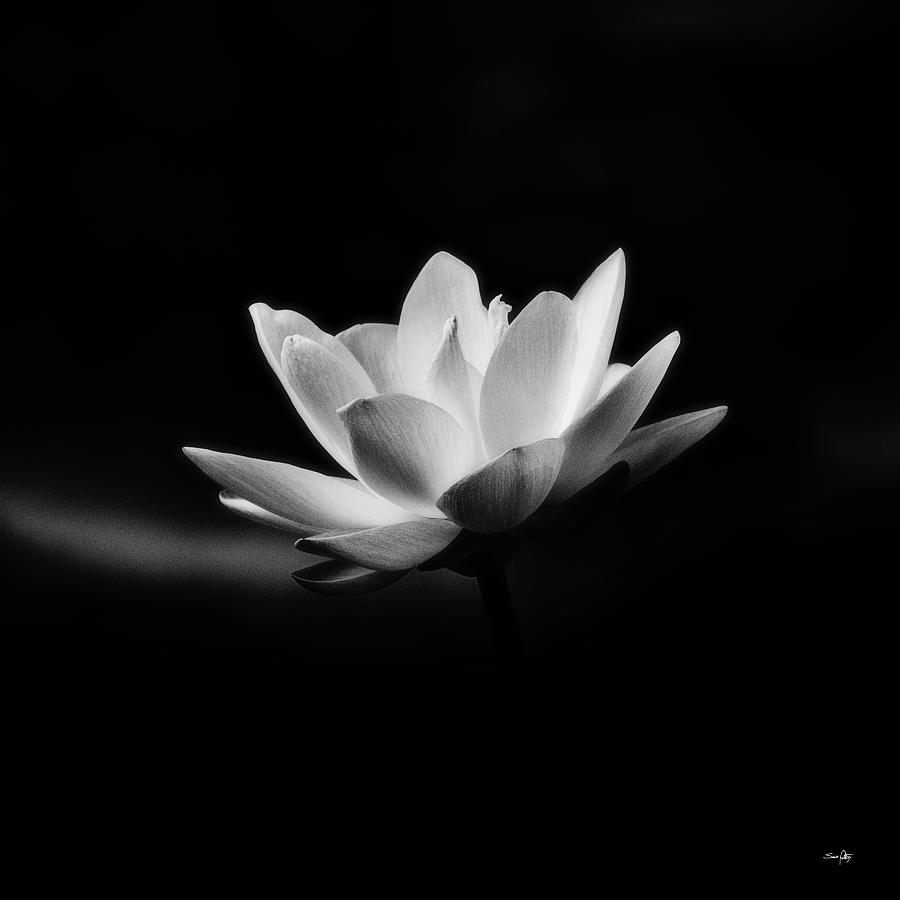 Lotus - square Photograph by Scott Pellegrin