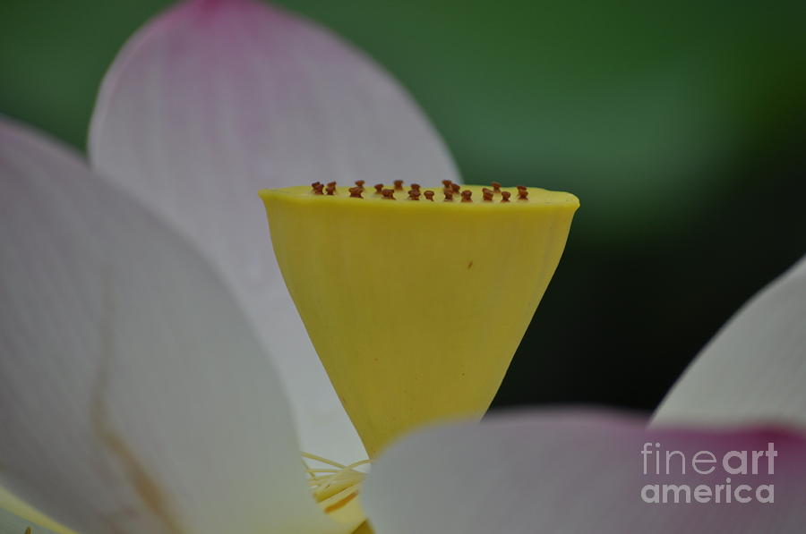 Lotus Seed Pod Photograph by Nona Kumah