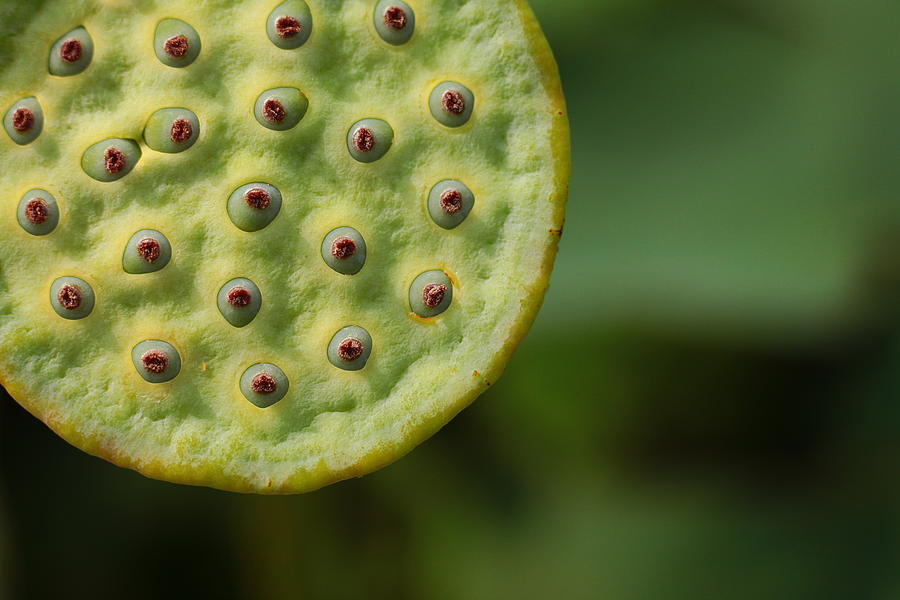 Lotus Seeds Photograph by Max