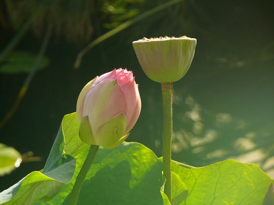 Lotus Soft Photograph by Evelyn Tambour