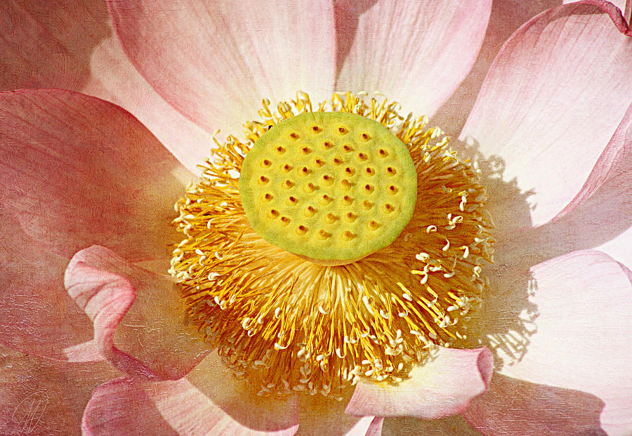 Lotus Study Photograph by Margaret Hormann Bfa