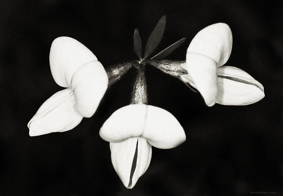 Lotus subbifiorus Photograph by Ole Klintebaek
