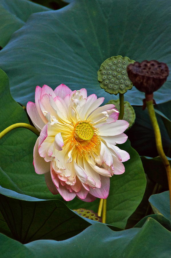 Lotus -- Summer Beauty Photograph by Byron Varvarigos