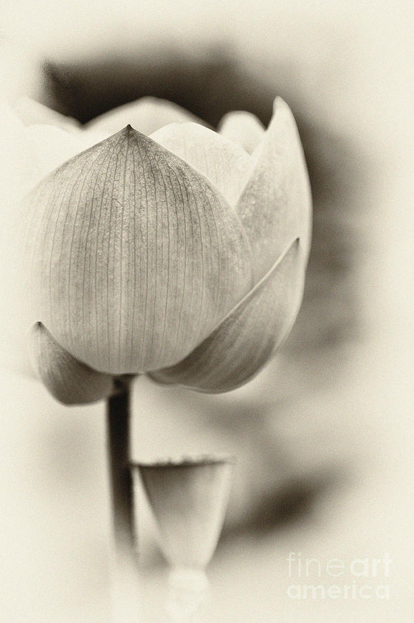 Flower Photograph - Lotus by Tim Gainey