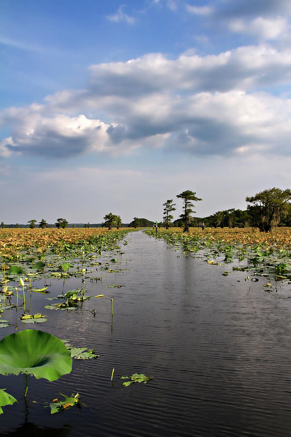 Lotus Trail Photograph by Lana Trussell