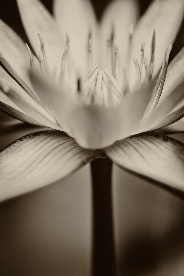 Lotus Photograph by U Schade