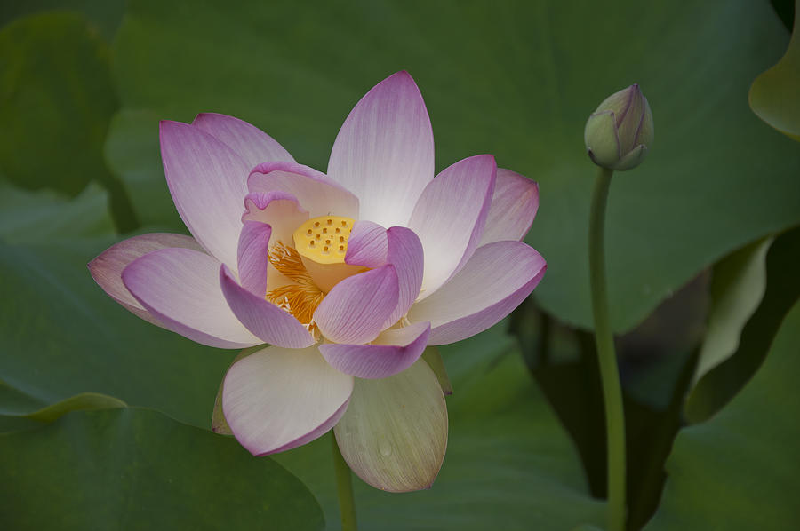 Lotus Photograph by Valerie Brown