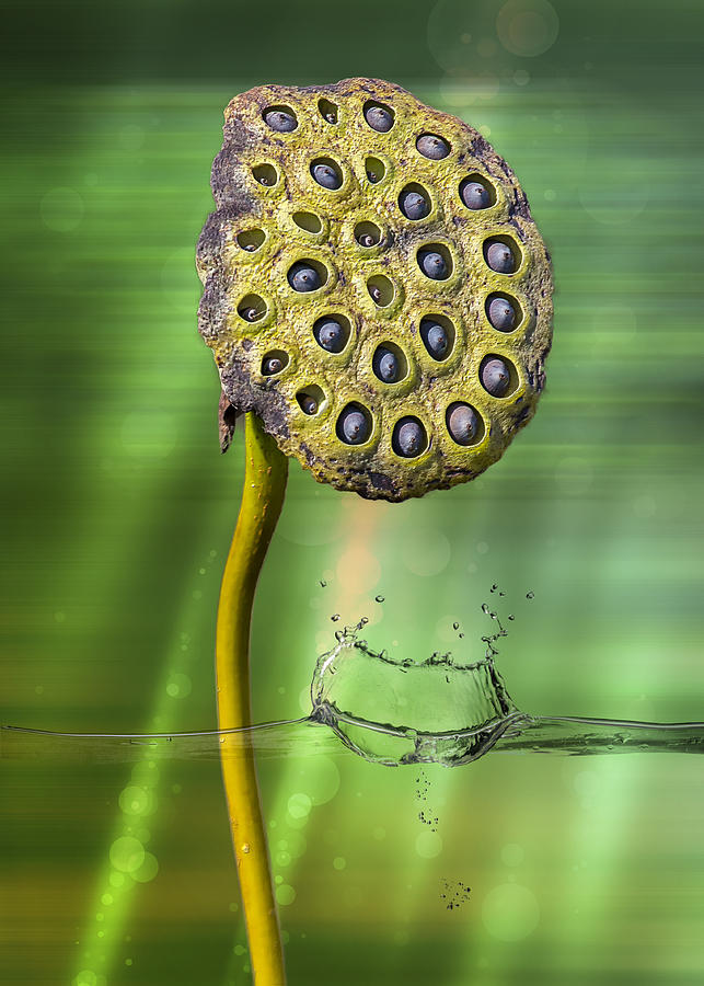 Lotus Water Lily Seed Pod Photograph by Bill and Linda Tiepelman