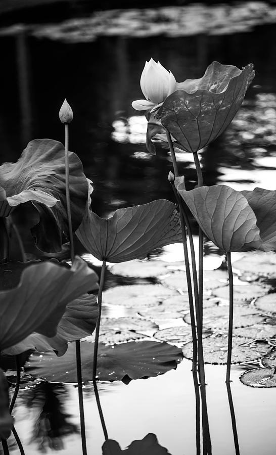 Black And White Photograph - Lotuses in the Pond I. Black and White by Jenny Rainbow