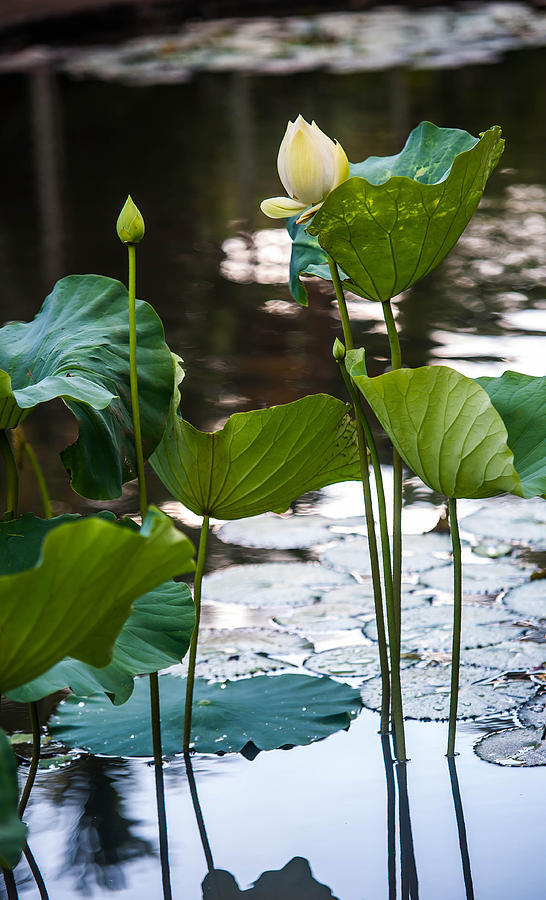 Nature Photograph - Lotuses in the Pond by Jenny Rainbow