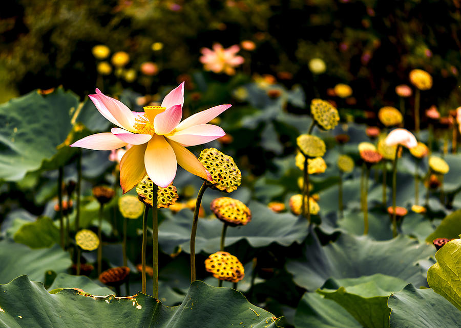 Lotuses Photograph by Jon Woodhams