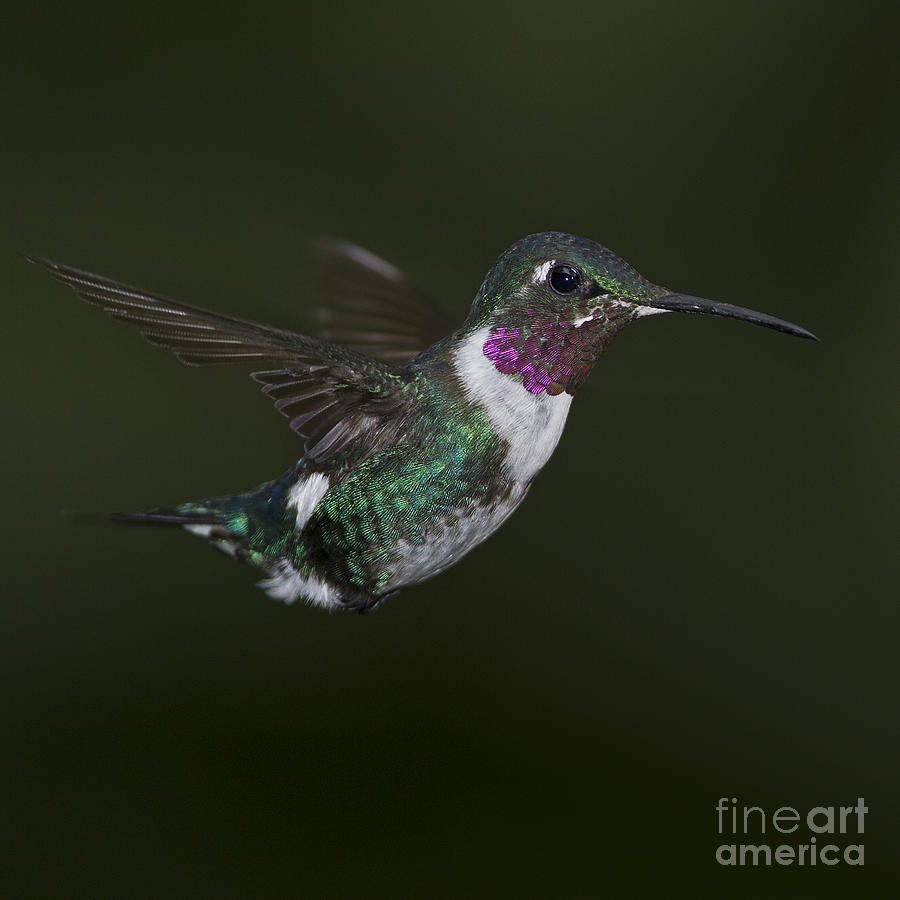 Loud Hummer... Photograph by Nina Stavlund