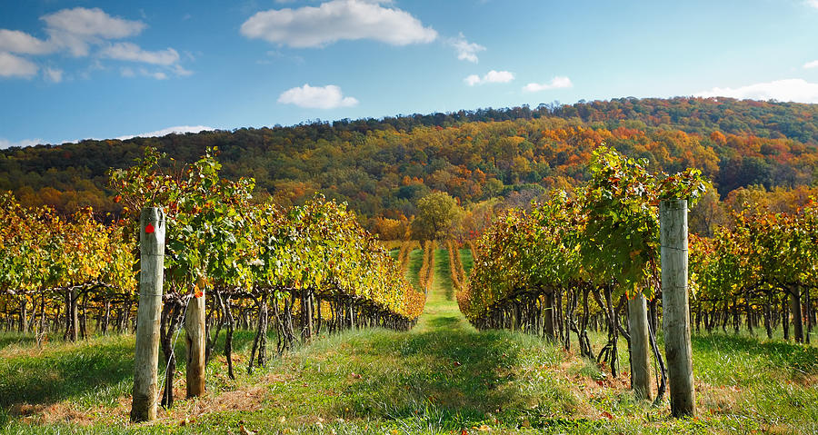 Loudon County Vineyard I Photograph by Steven Ainsworth