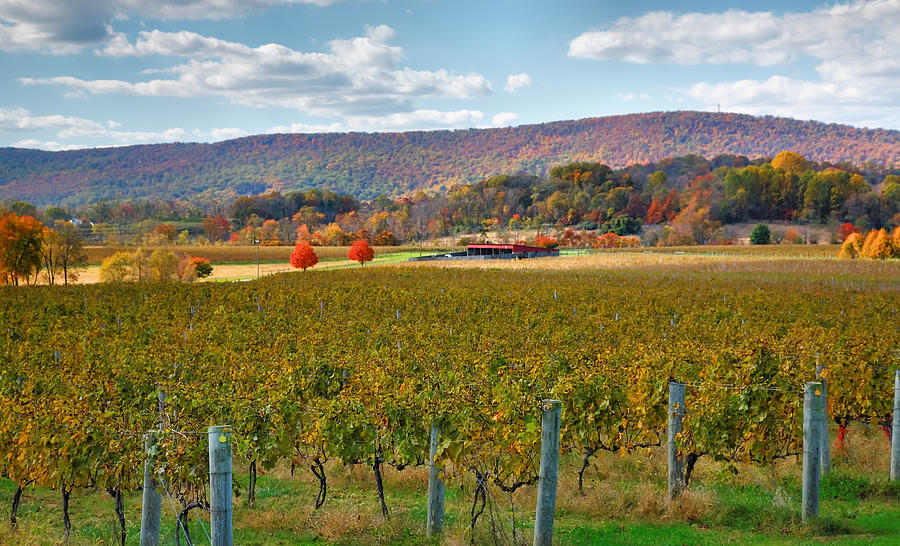 Loudon County Vineyard II Photograph by Steven Ainsworth